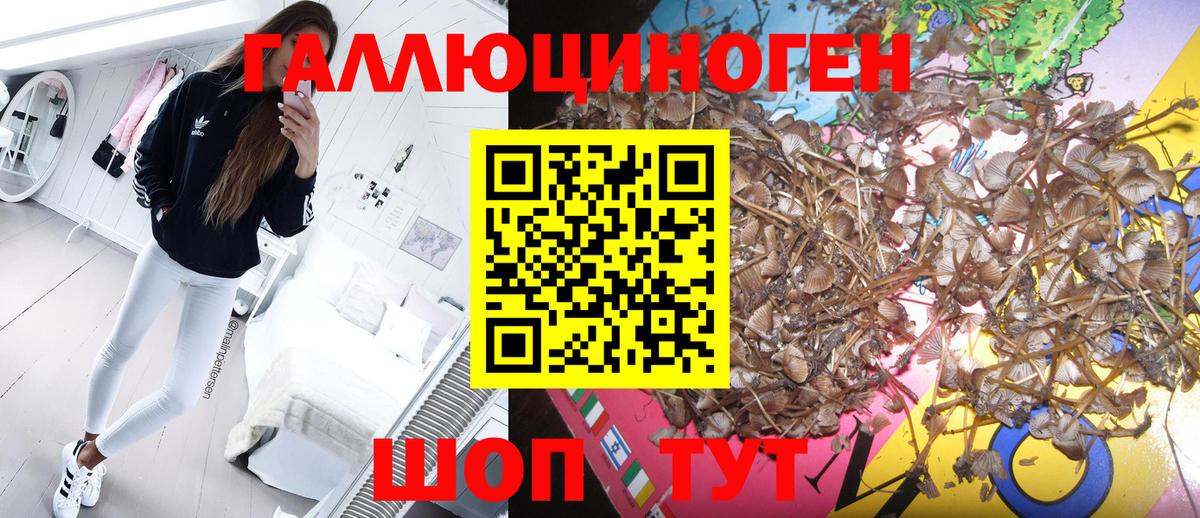 Галлюциногенные грибы Cubensis Нерюнгри
