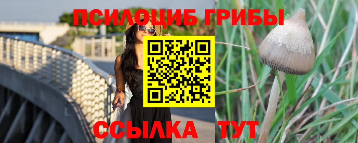 Псилоцибиновые грибы MAGIC MUSHROOMS  сколько стоит  Нерюнгри  Галлюциногенные грибы Psilocybine cubensis  Вход с VPN 